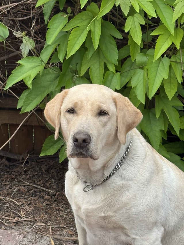 AKC English & American Lab Puppies, Sanford FL media 12