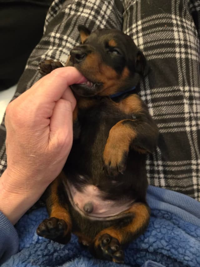 Doberman Pinscher Puppies media 2