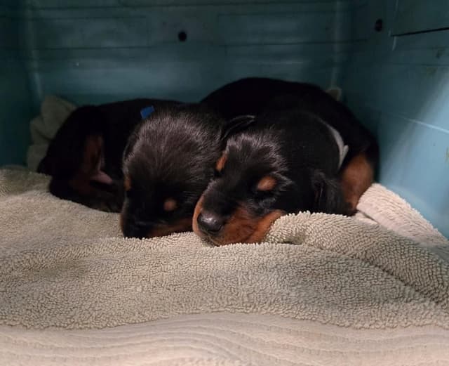 Doberman Pinscher Puppies media 3