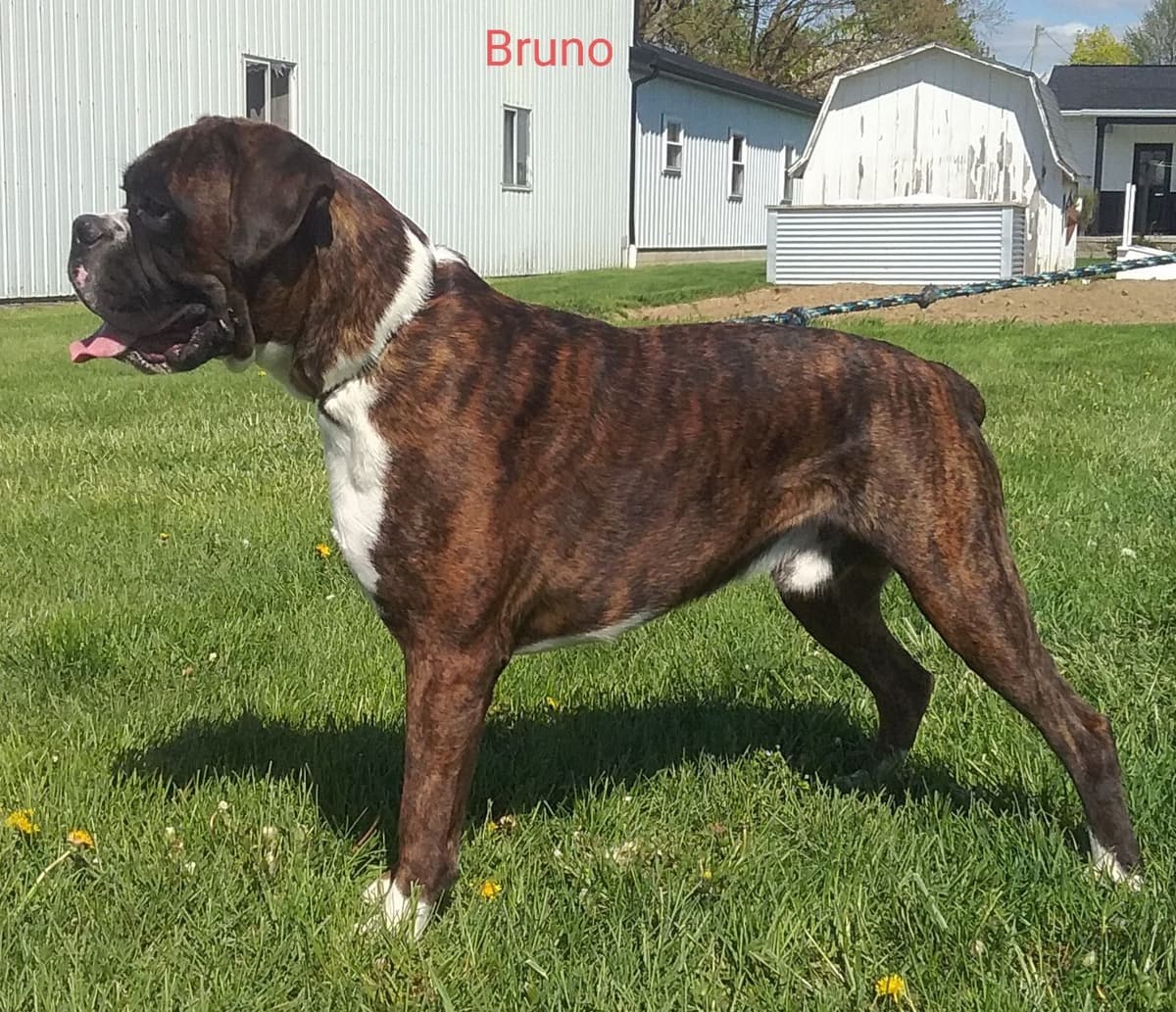 Boxer Puppies breeder image 1