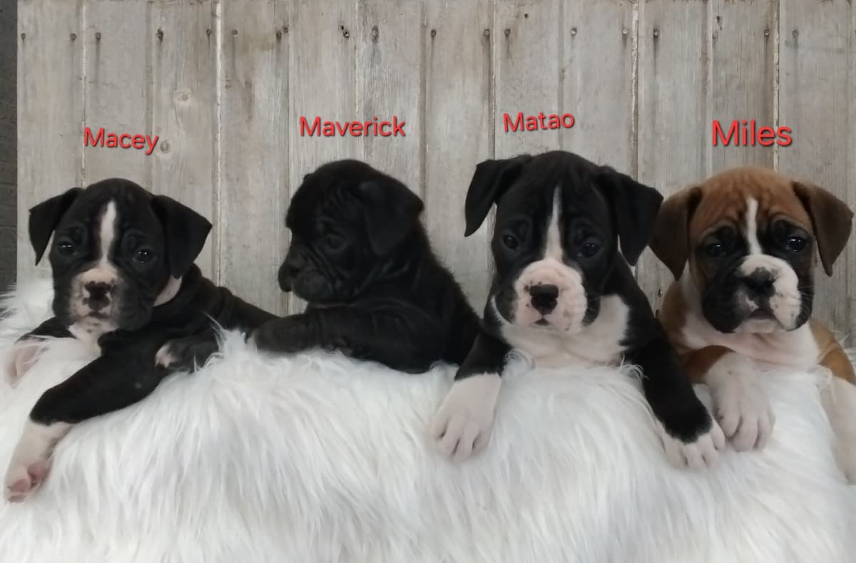 Boxer Puppies breeder image 2