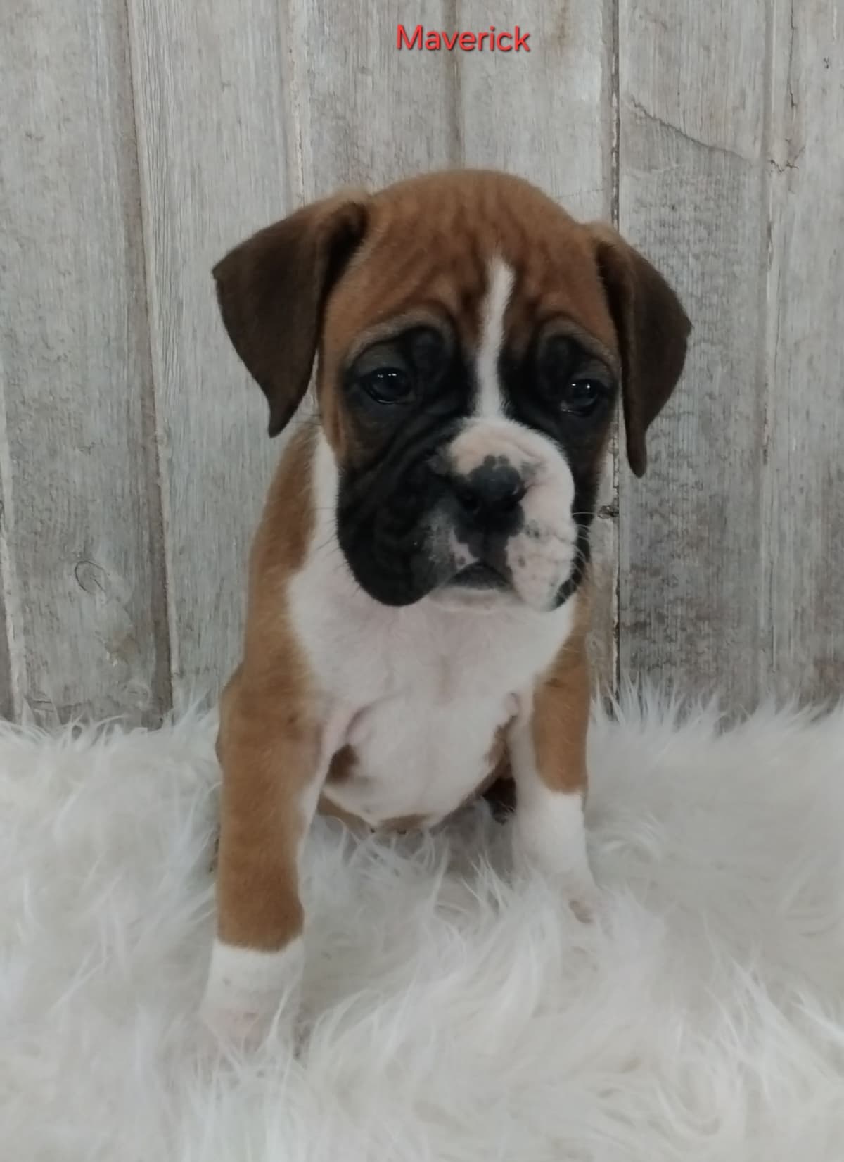 Boxer Puppies breeder image 3