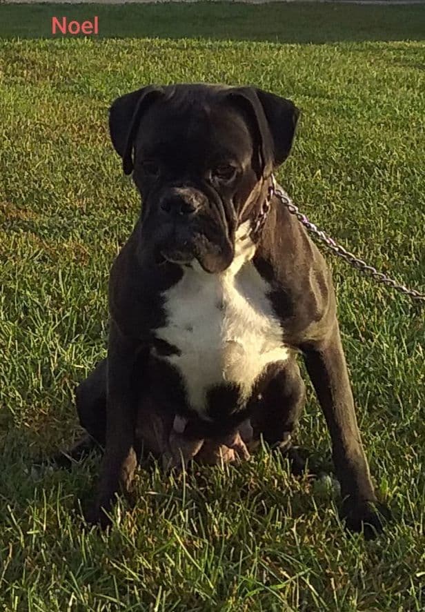 Boxer Puppies breeder image 5
