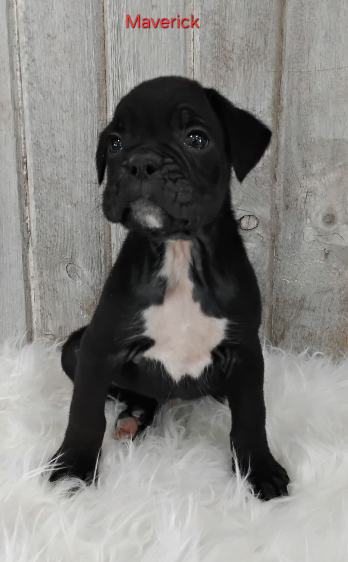 Boxer Puppies breeder image 6