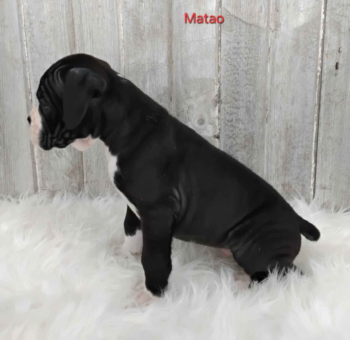 Boxer Puppies breeder image 7
