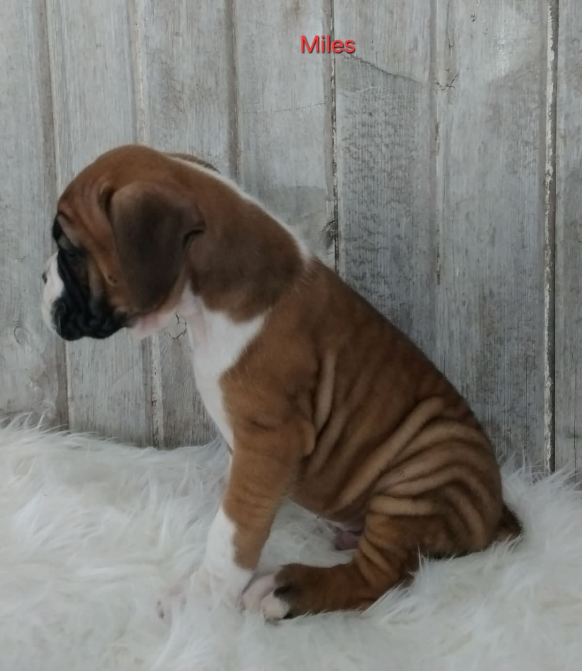 Boxer Puppies breeder image 8