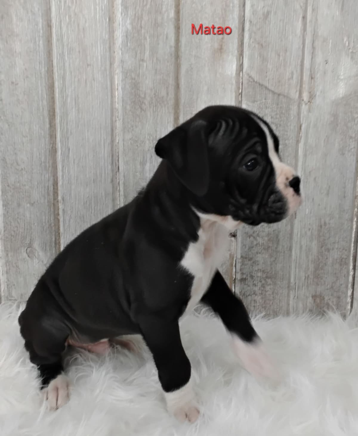 Boxer Puppies breeder image 9