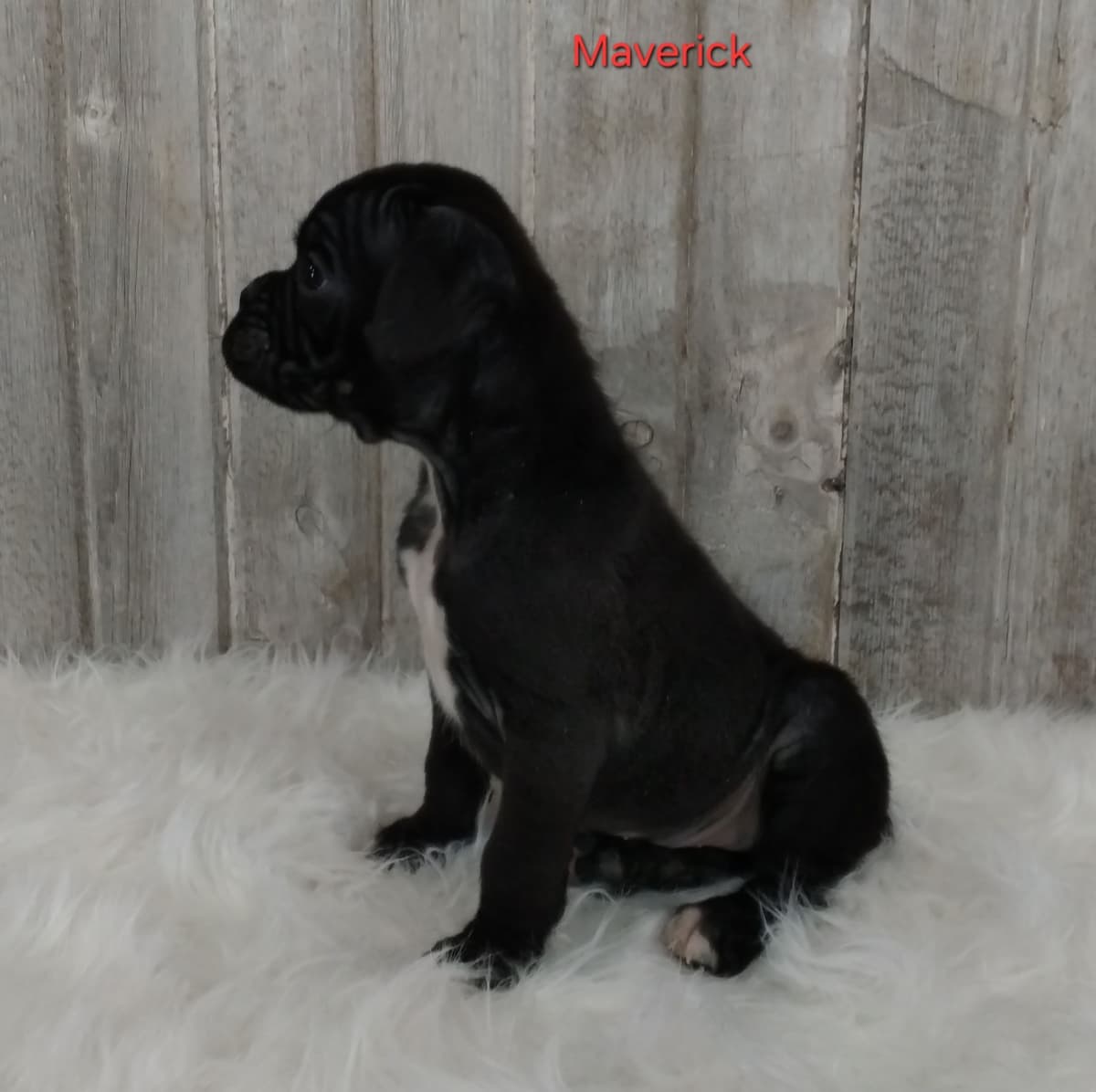 Boxer Puppies breeder image 10