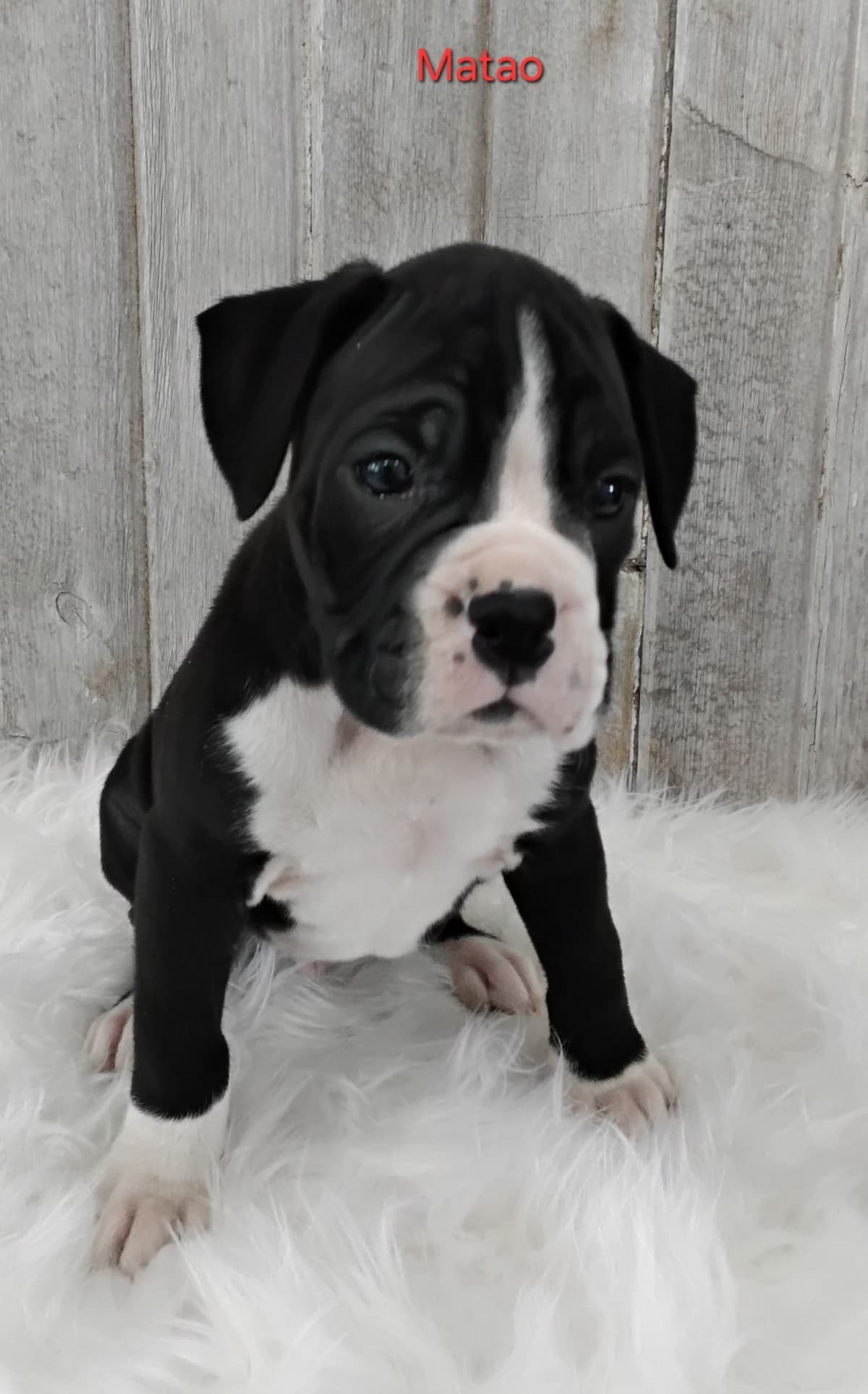 Boxer Puppies breeder image 11