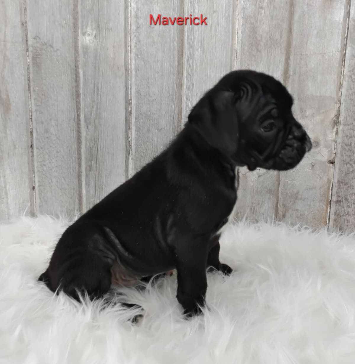 Boxer Puppies breeder image 12