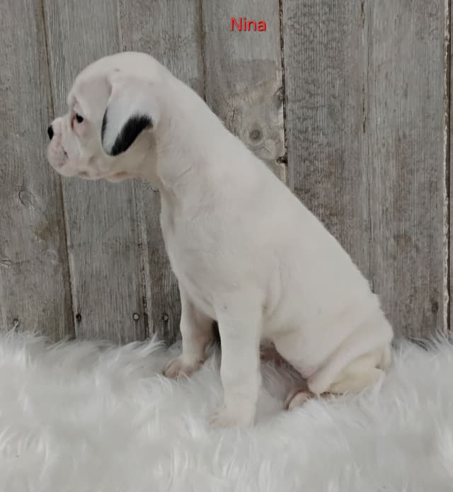 Boxer Puppies media 2