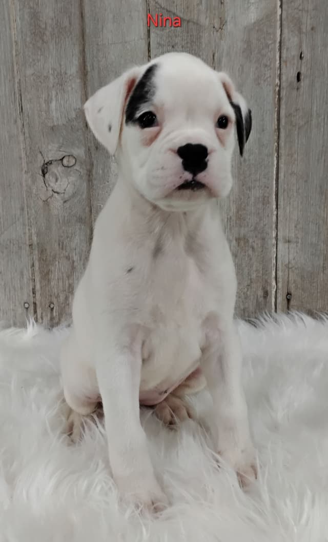 Boxer Puppies media 3