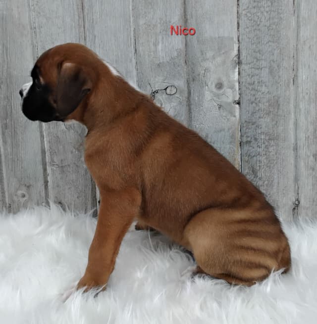 Boxer Puppies media 4
