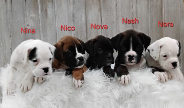 Boxer Puppies media 5