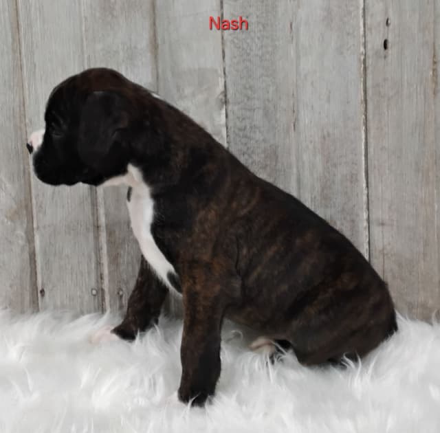 Boxer Puppies media 6