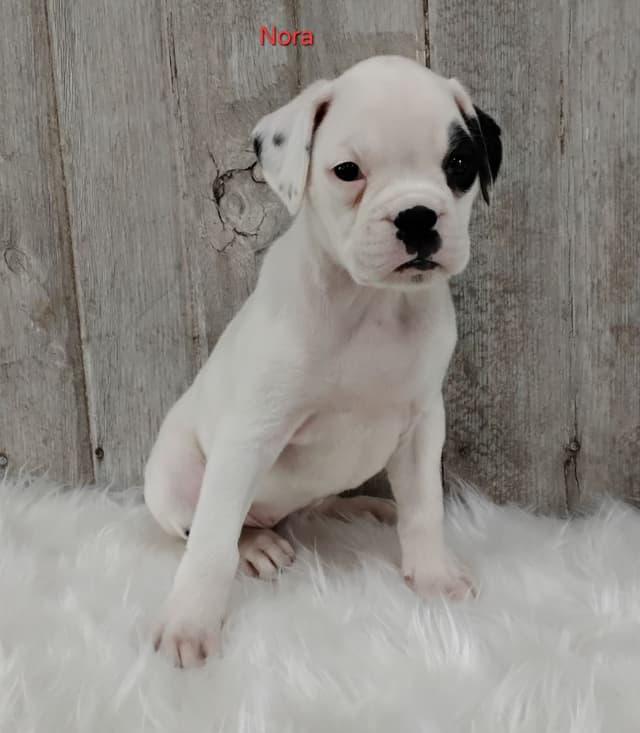 Boxer Puppies media 7