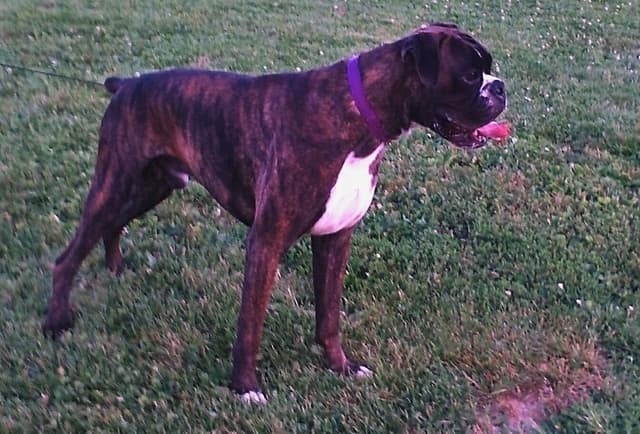 Boxer Puppies media 8