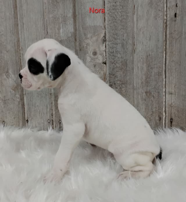 Boxer Puppies media 10