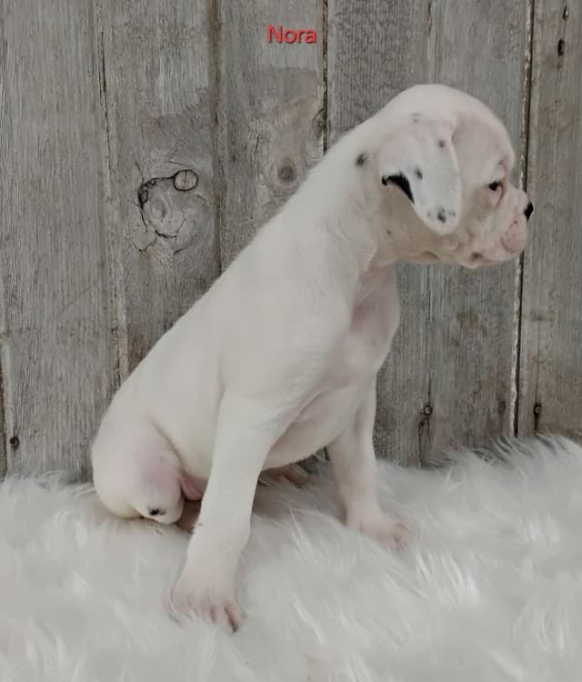 Boxer Puppies media 11