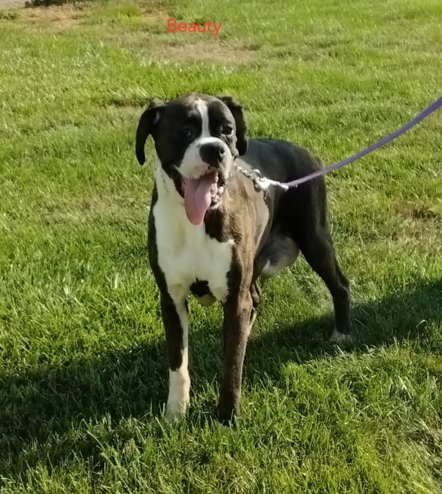 Boxer Puppies media 12