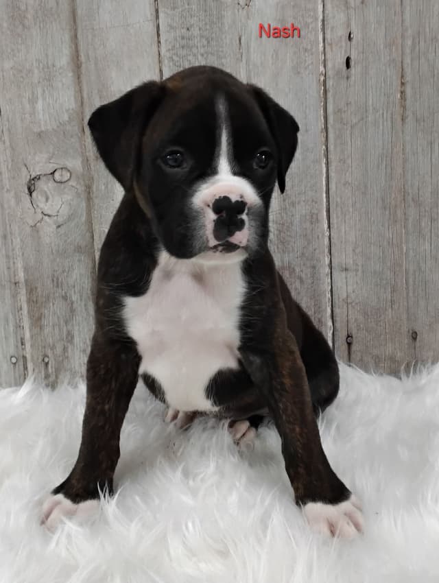 Boxer Puppies media 13