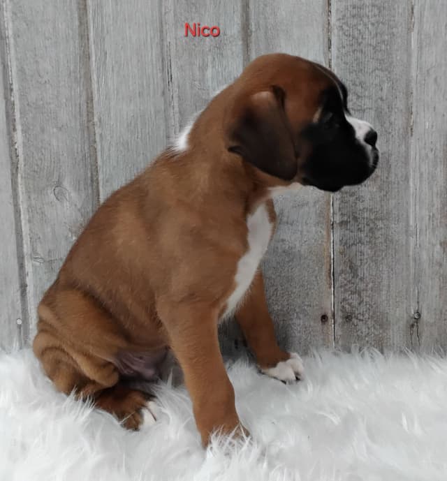 Boxer Puppies media 14