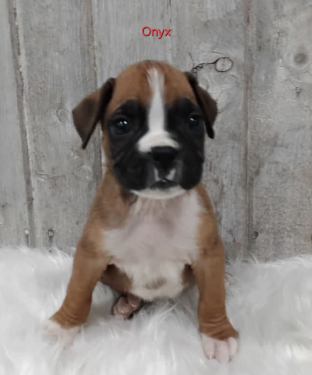 Boxer Puppies media 2