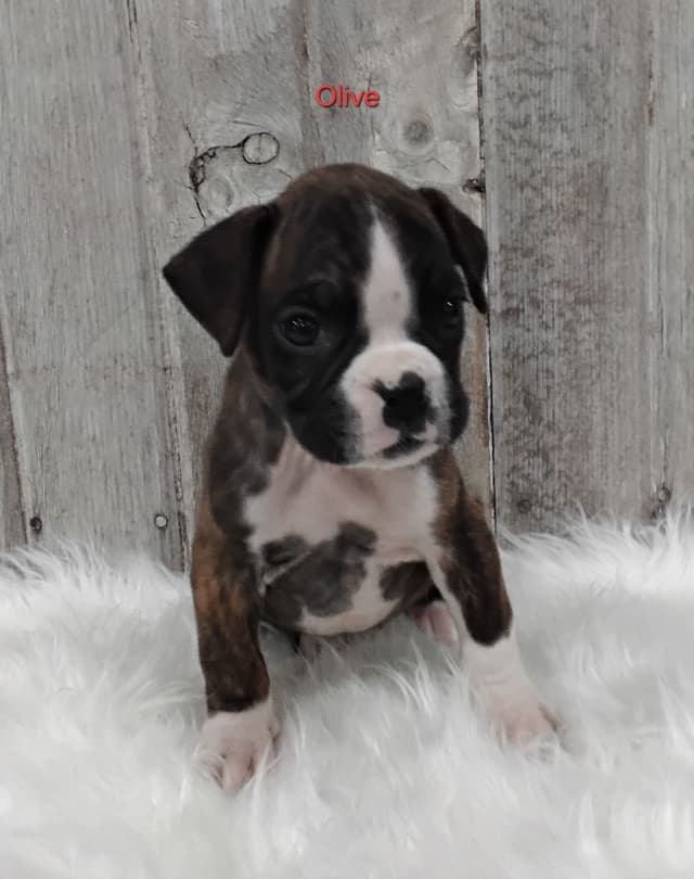 Boxer Puppies media 3