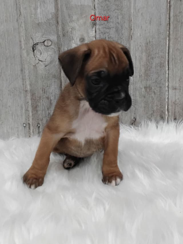 Boxer Puppies media 4