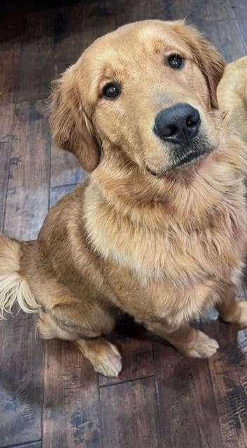 Golden Retriever Puppies breeder image 2