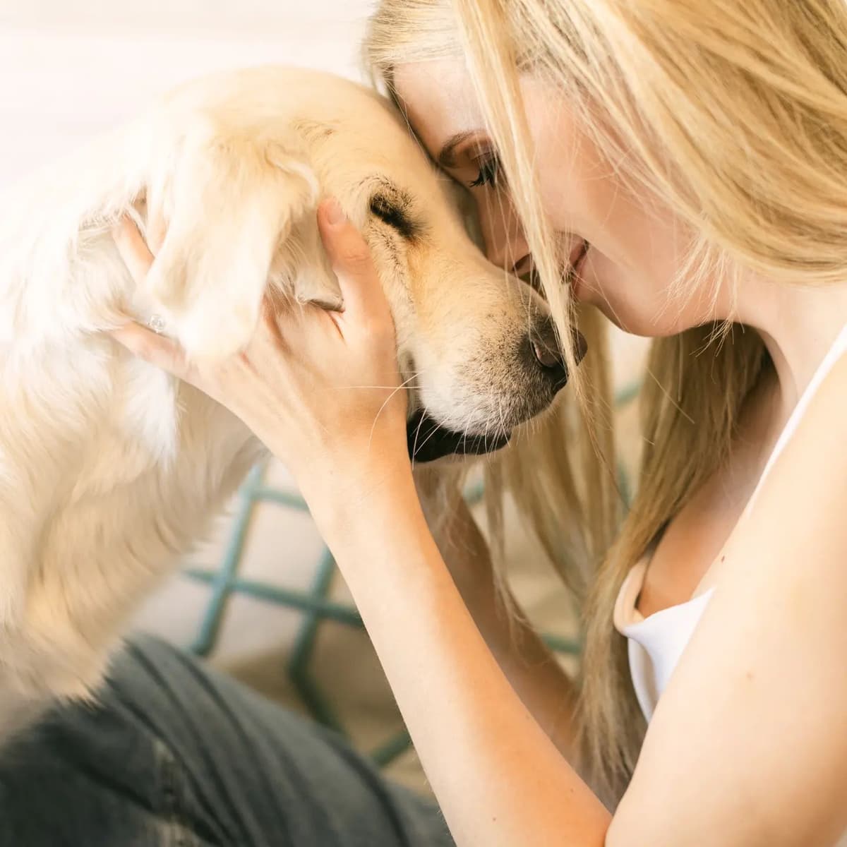 Penny, Golden Retriever Puppy breeder image 3