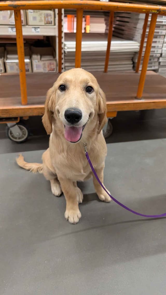Penny, Golden Retriever Puppy media 2