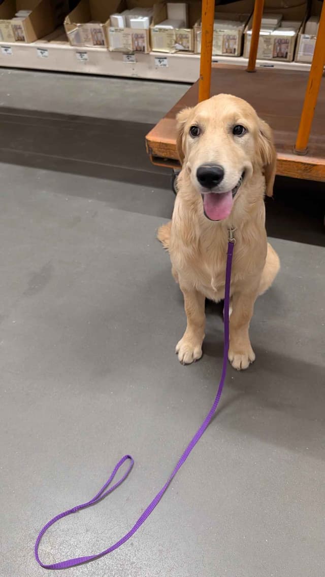 Penny, Golden Retriever Puppy media 4