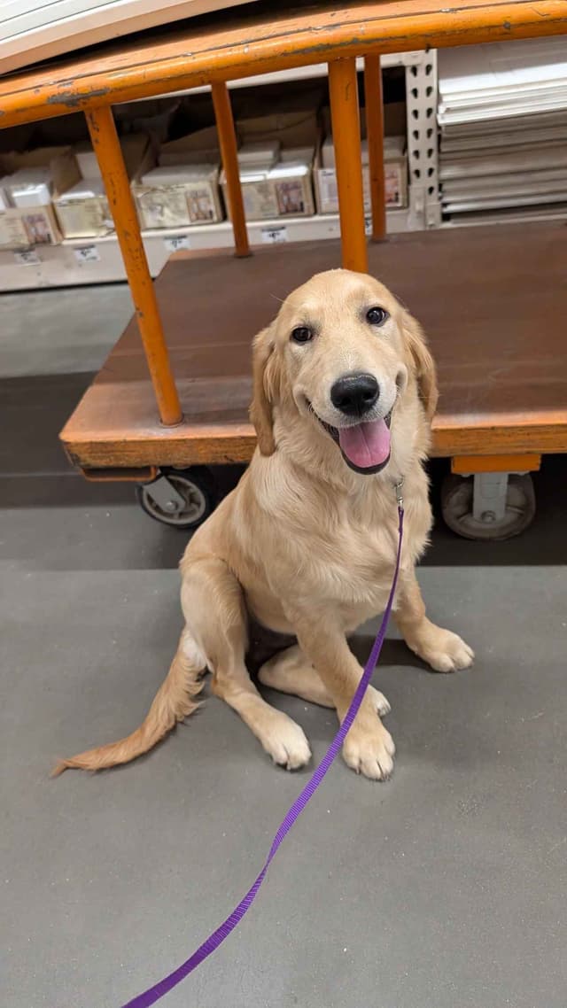 Penny, Golden Retriever Puppy media 5