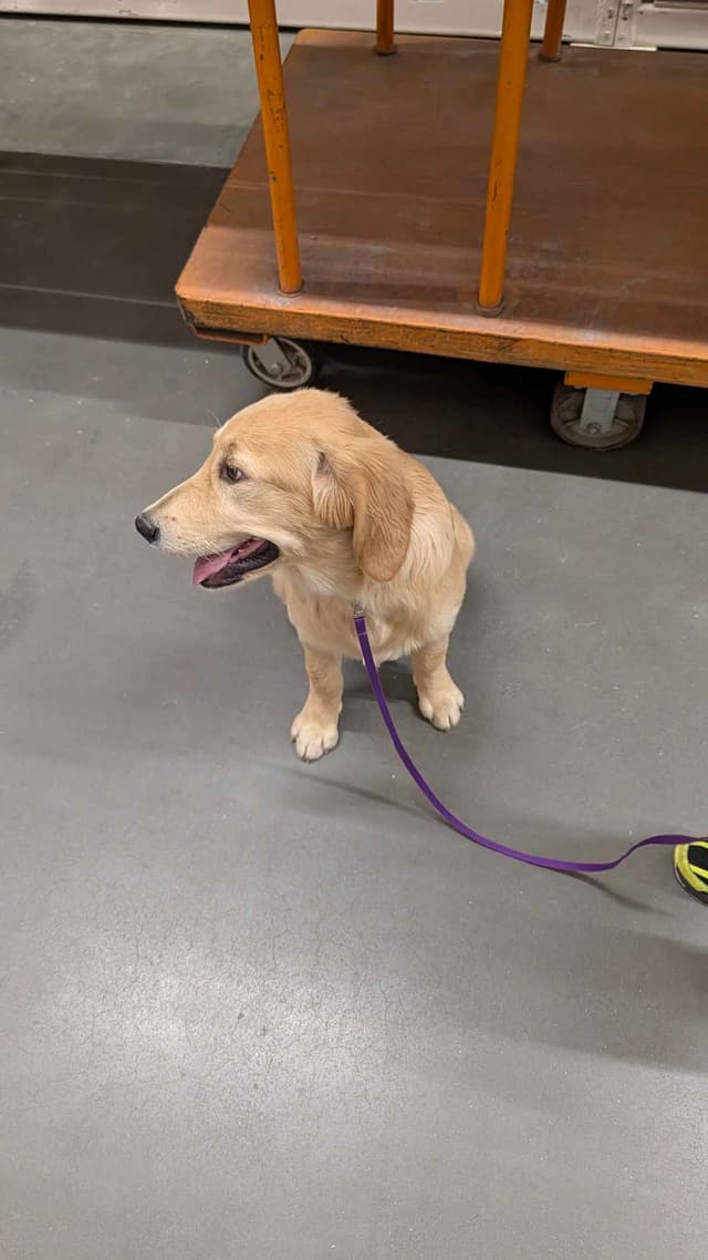 Penny, Golden Retriever Puppy media 7