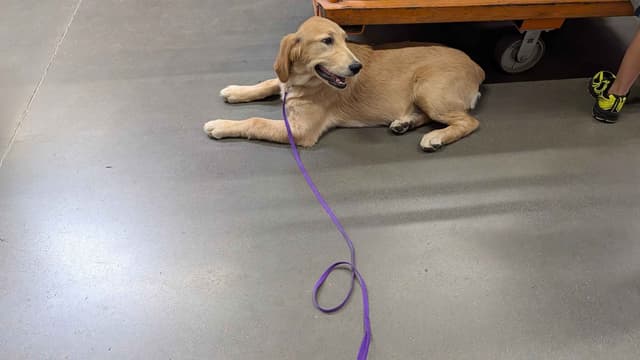 Penny, Golden Retriever Puppy media 8