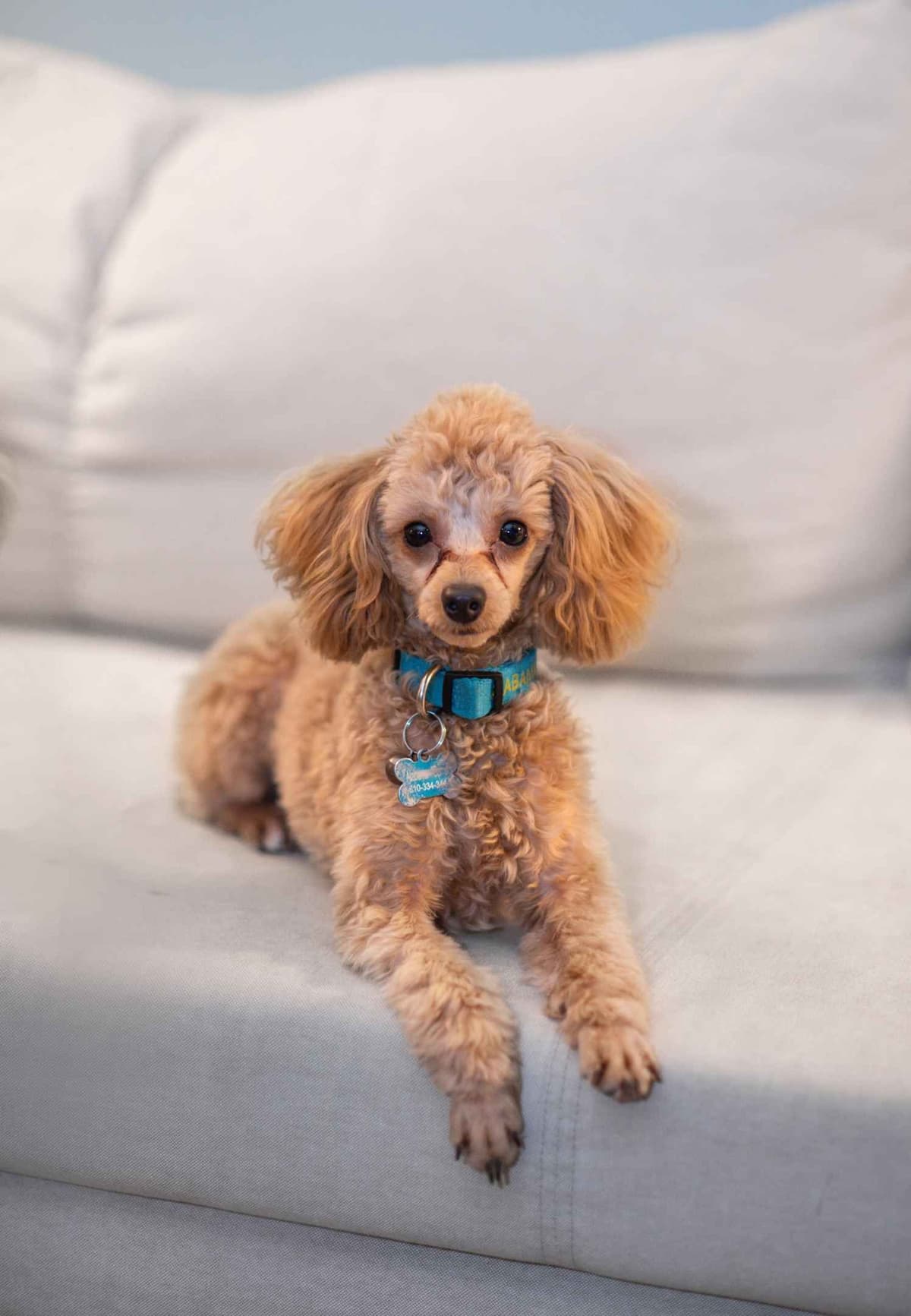 Toy Poodle Puppies Raised in Our Family Home breeder image 3