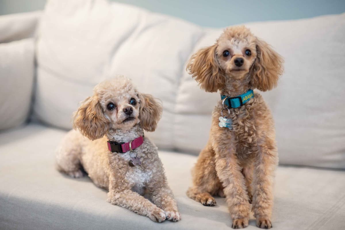 Toy Poodle Puppies Raised in Our Family Home breeder image 4