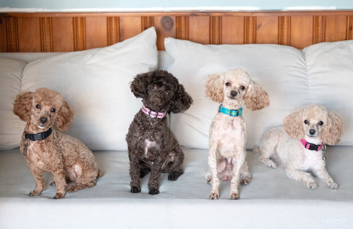 Toy Poodle Puppies Raised in Our Family Home breeder image 5