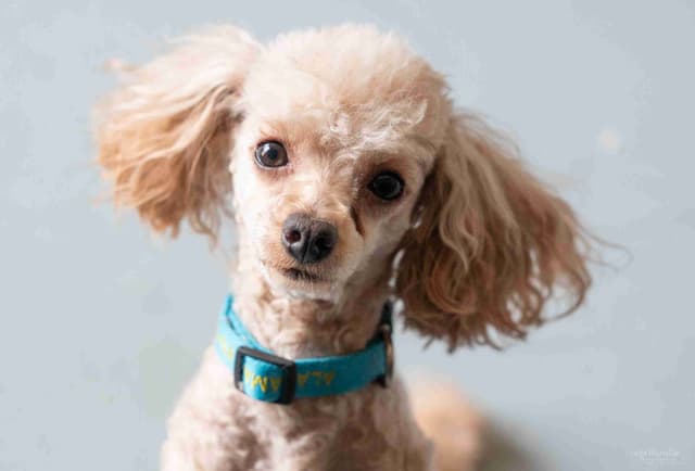 Toy Poodle Puppies Raised in Our Family Home media 3