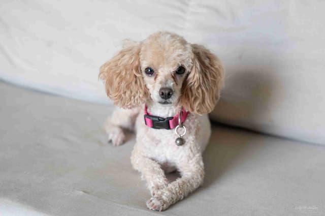Toy Poodle Puppies Raised in Our Family Home media 4