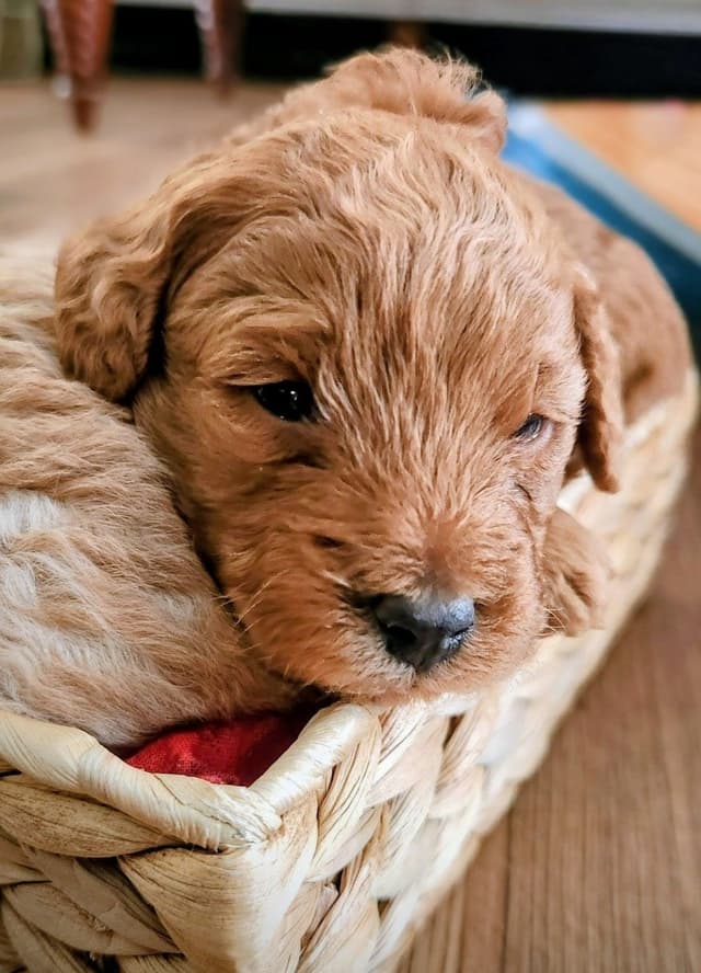 Toy Poodle Puppies Raised in Our Family Home media 5