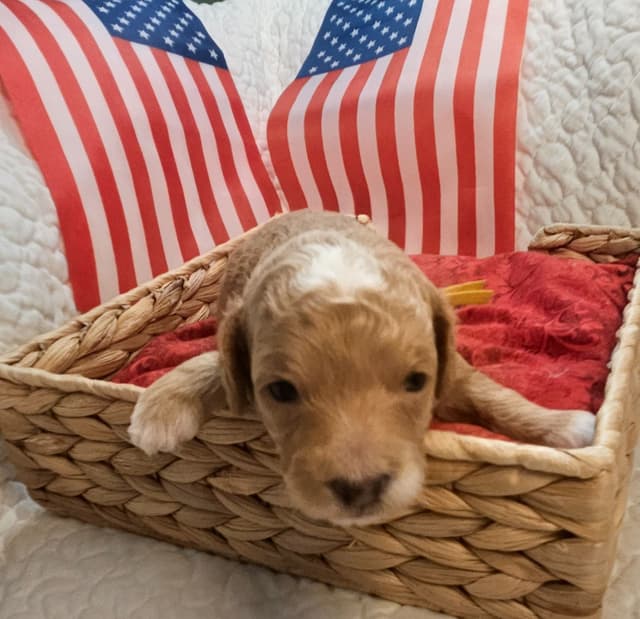 Toy Poodle Puppies Raised in Our Family Home media 9