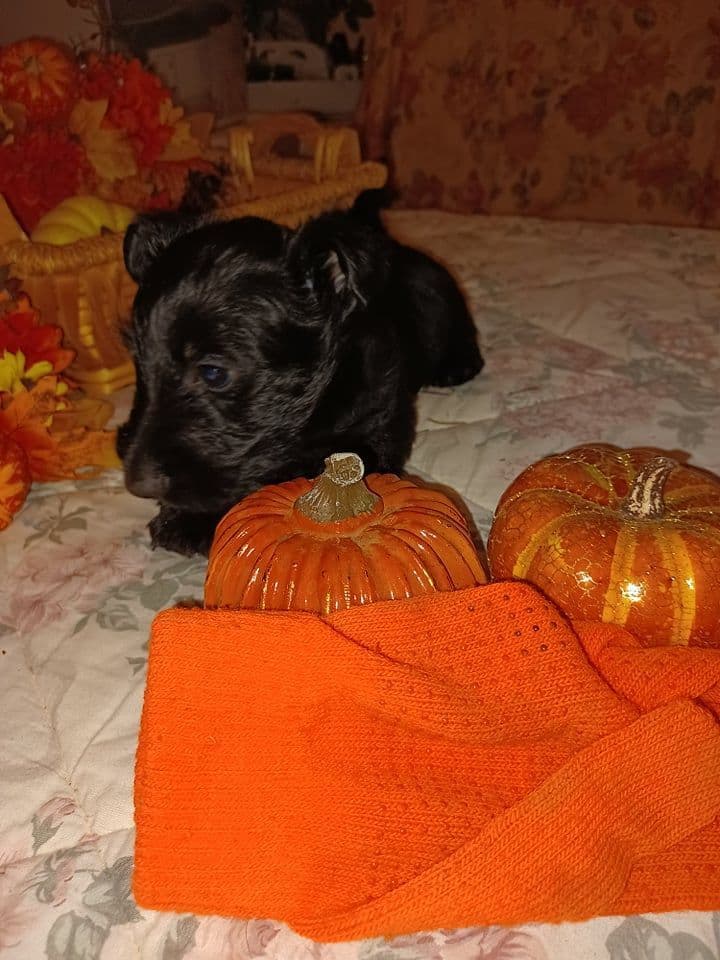 Scottish Terrier Puppies breeder image 1
