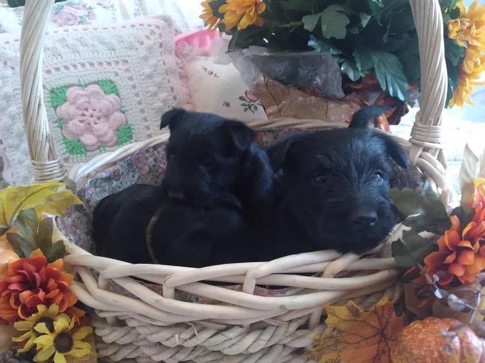Scottish Terrier Puppies breeder image 2