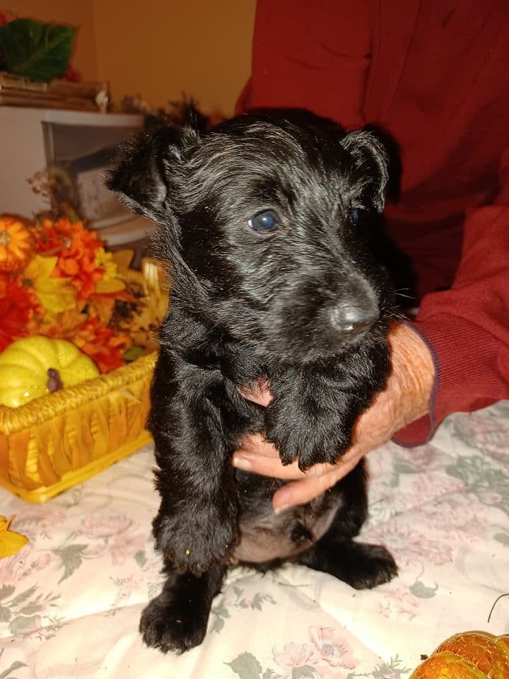 Scottish Terrier Puppies breeder image 4