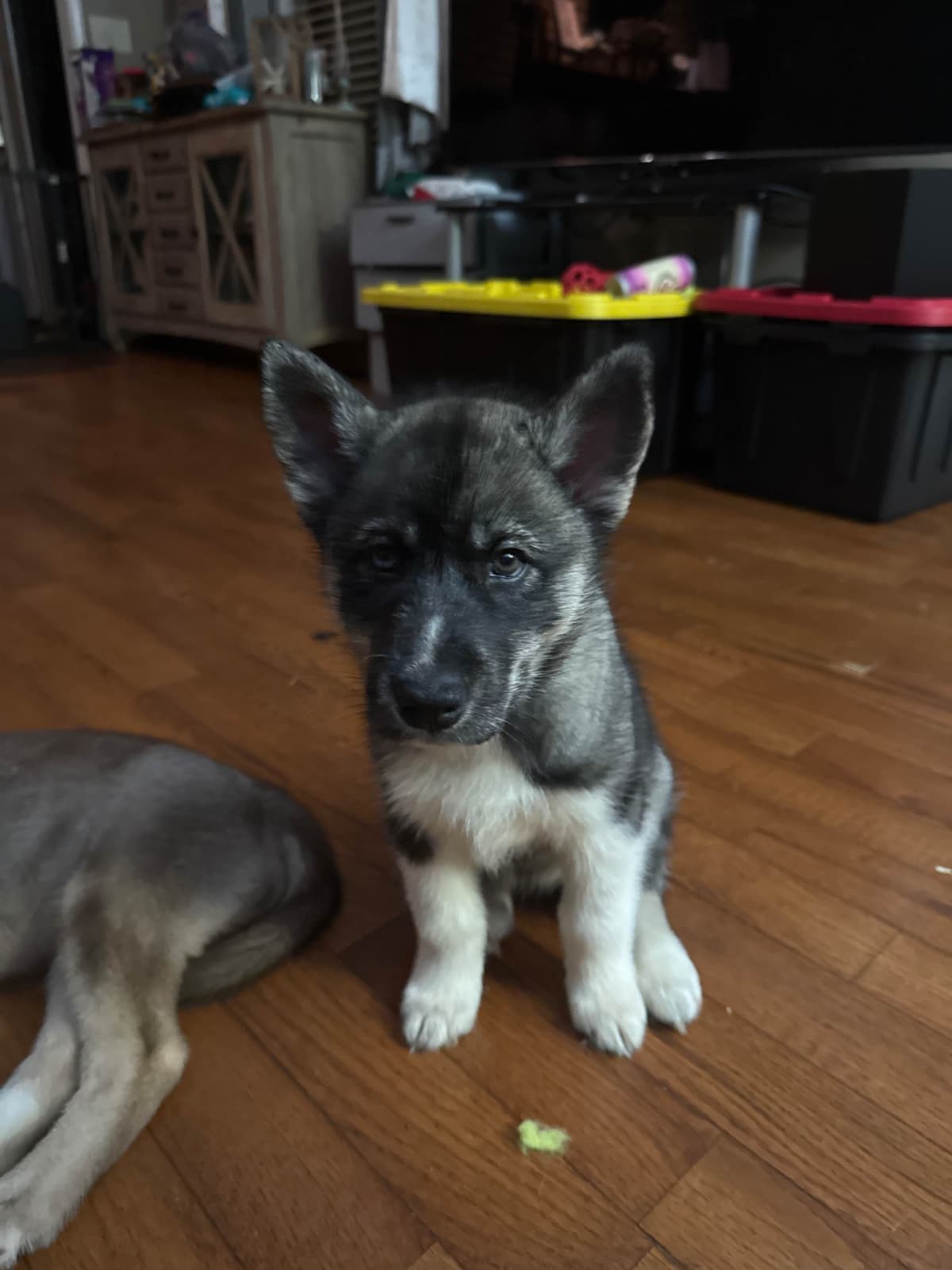 Siberian Husky Puppies breeder image 1
