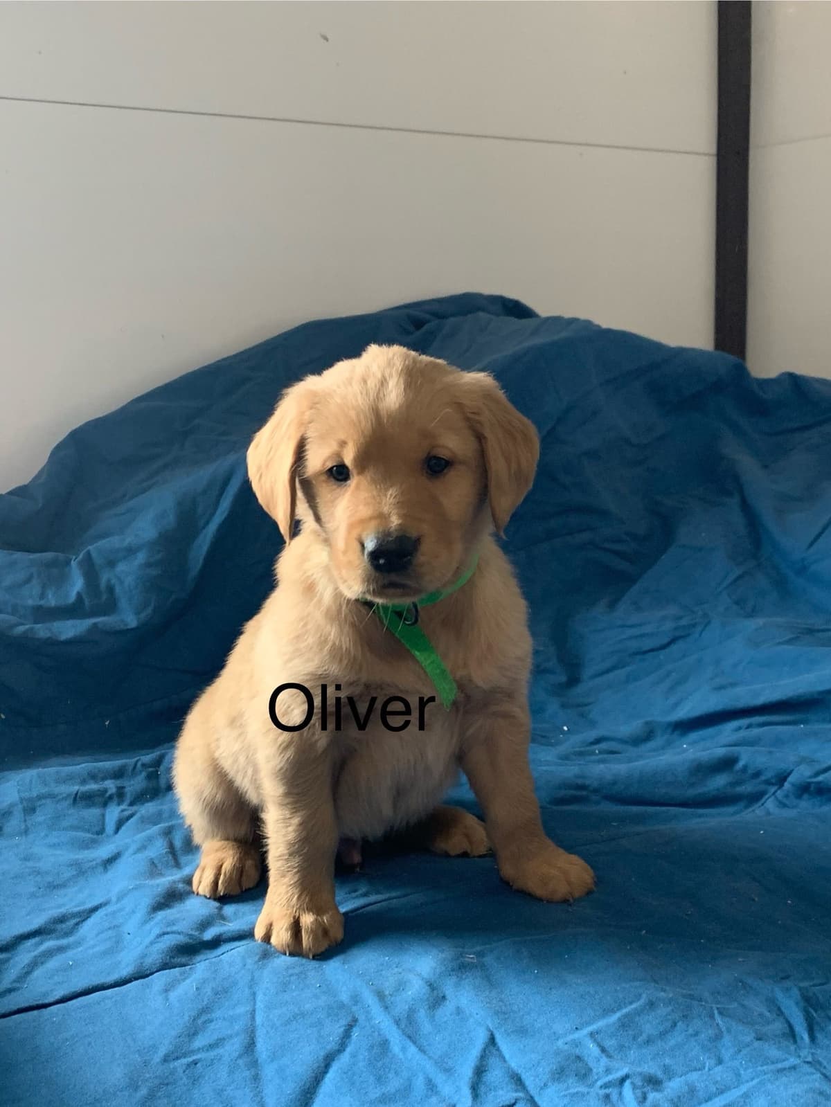 Golden Retriever Puppies breeder image 2