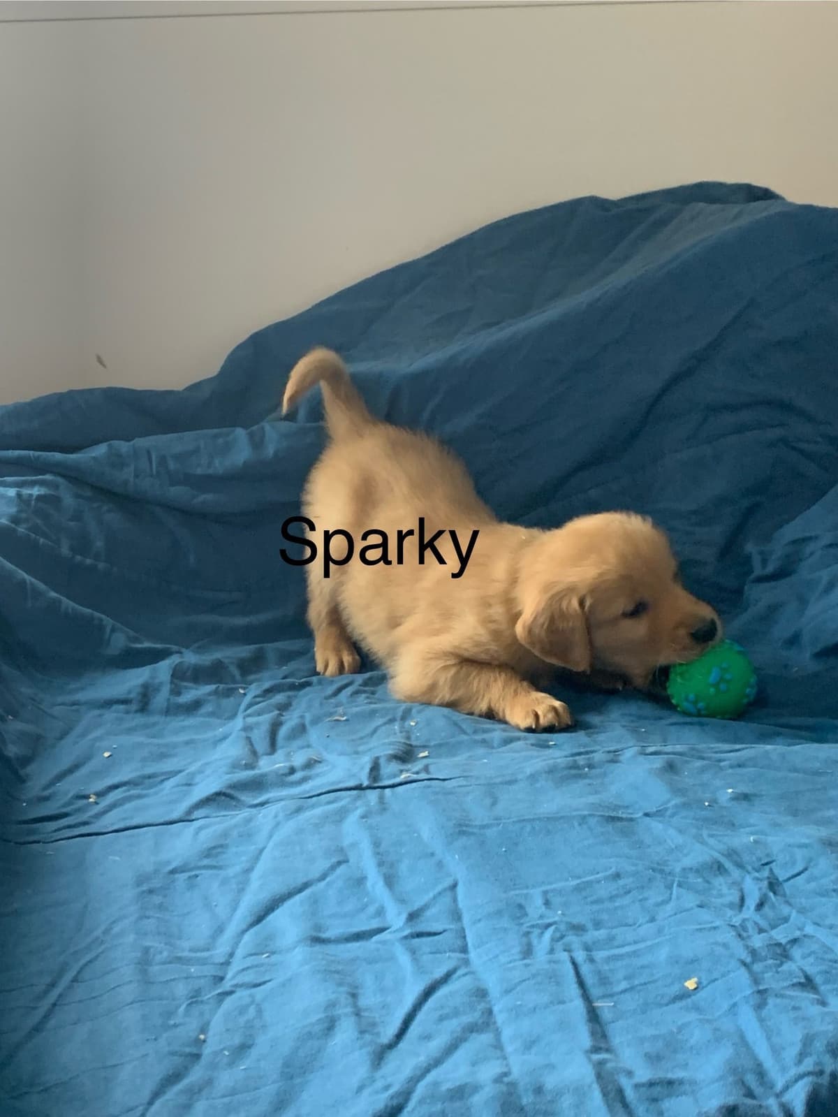 Golden Retriever Puppies breeder image 3