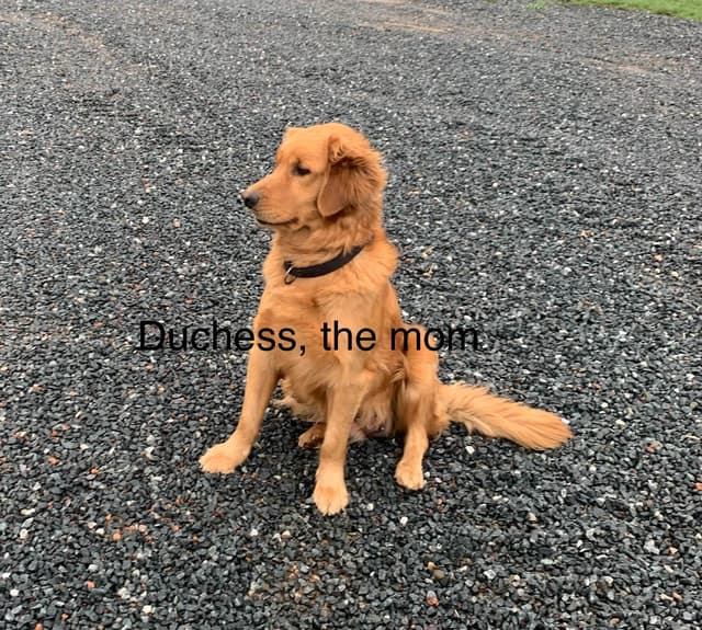 Golden Retriever Puppies media 2